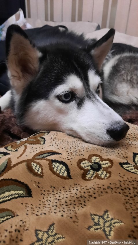 Ещё порция повязушек. Мышонок, ёжик