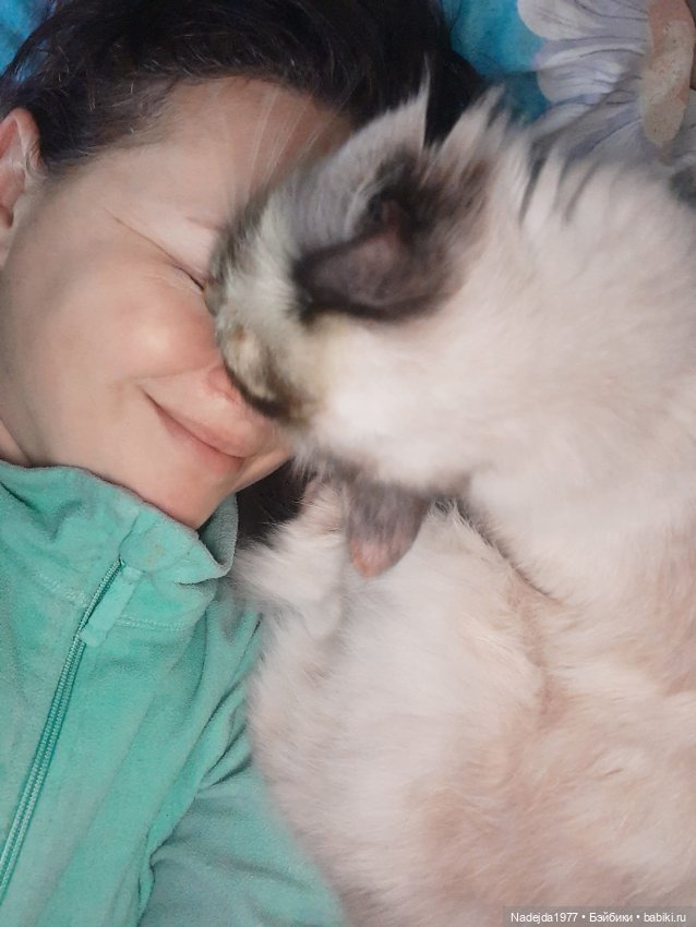 Снова повязушки.Енот и котик