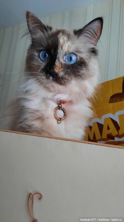 Снова повязушки.Енот и котик