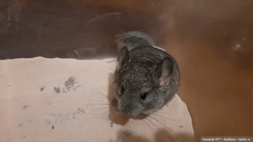 Ещё порция повязушек. Мышонок, ёжик