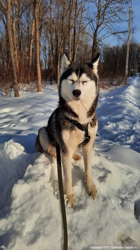 Ещё порция повязушек. Мышонок, ёжик