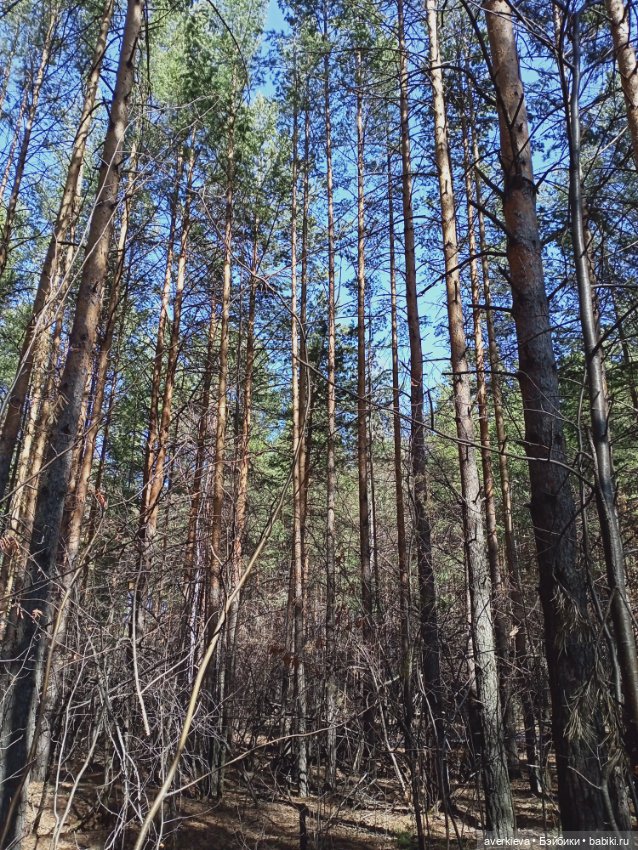 Вербное воскресенье.Всех с праздником
