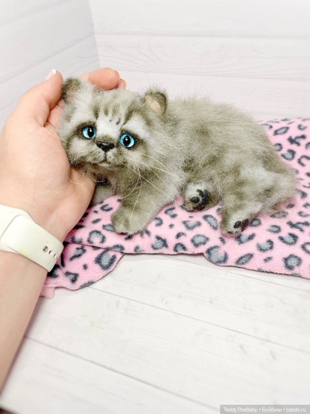 Smoke. Котик тедди натюр 🐾🐈‍⬛