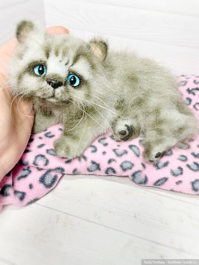 Smoke. Котик тедди натюр 🐾🐈‍⬛