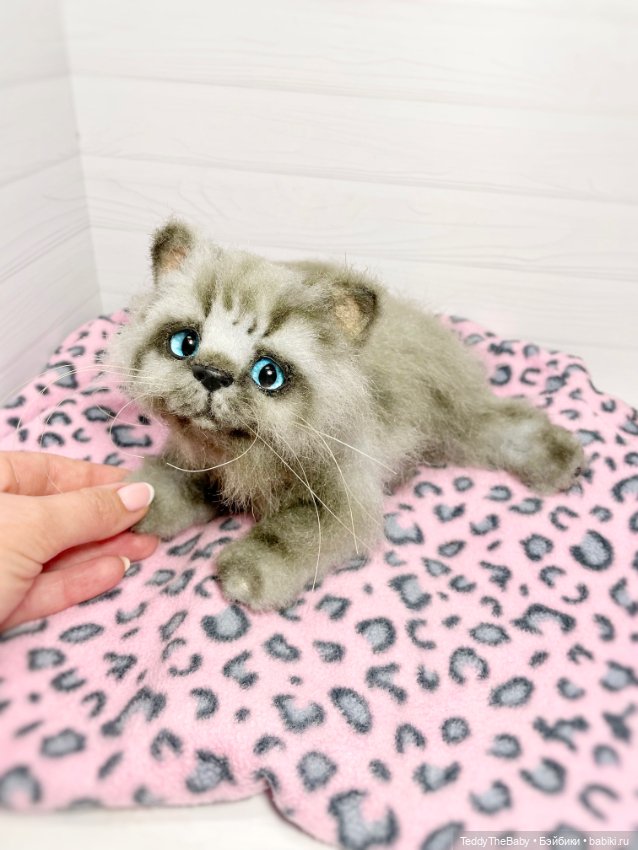 Smoke. Котик тедди натюр 🐾🐈‍⬛ (фото 5)