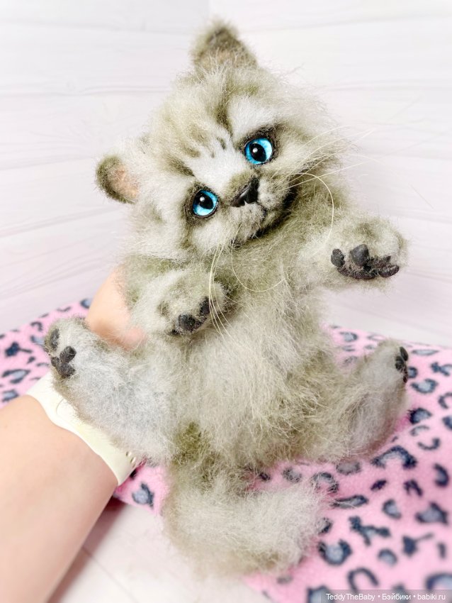 Smoke. Котик тедди натюр 🐾🐈‍⬛