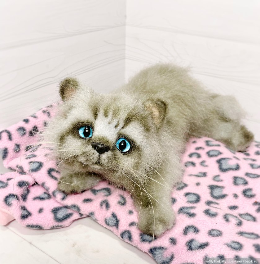 Smoke. Котик тедди натюр 🐾🐈‍⬛