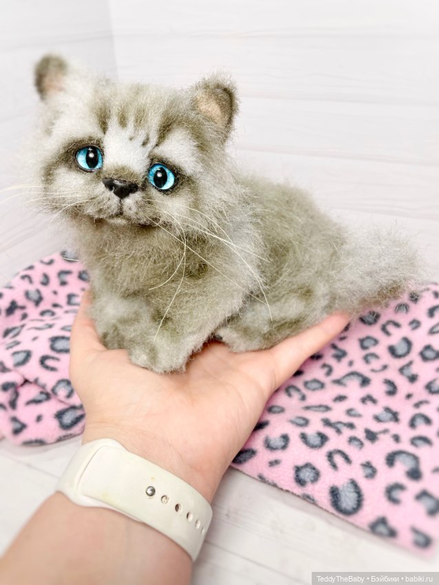 Smoke. Котик тедди натюр 🐾🐈‍⬛