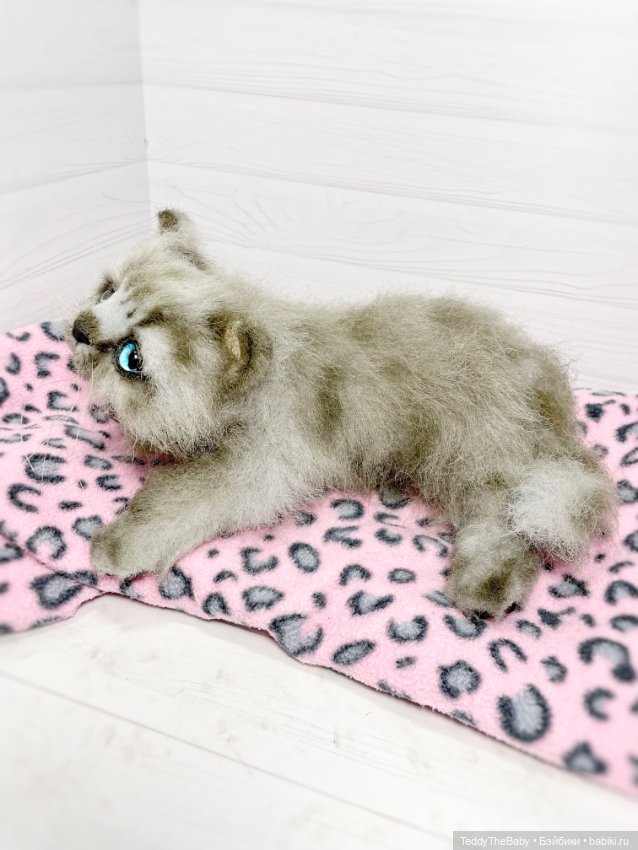 Smoke. Котик тедди натюр 🐾🐈‍⬛