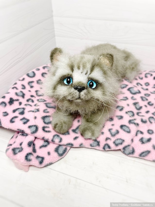 Smoke. Котик тедди натюр 🐾🐈‍⬛