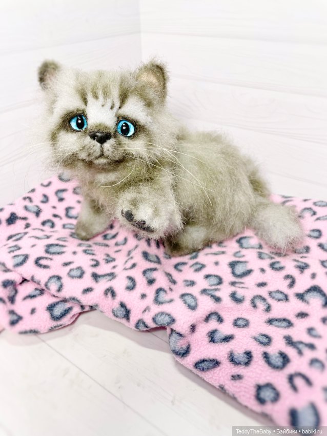 Smoke. Котик тедди натюр 🐾🐈‍⬛