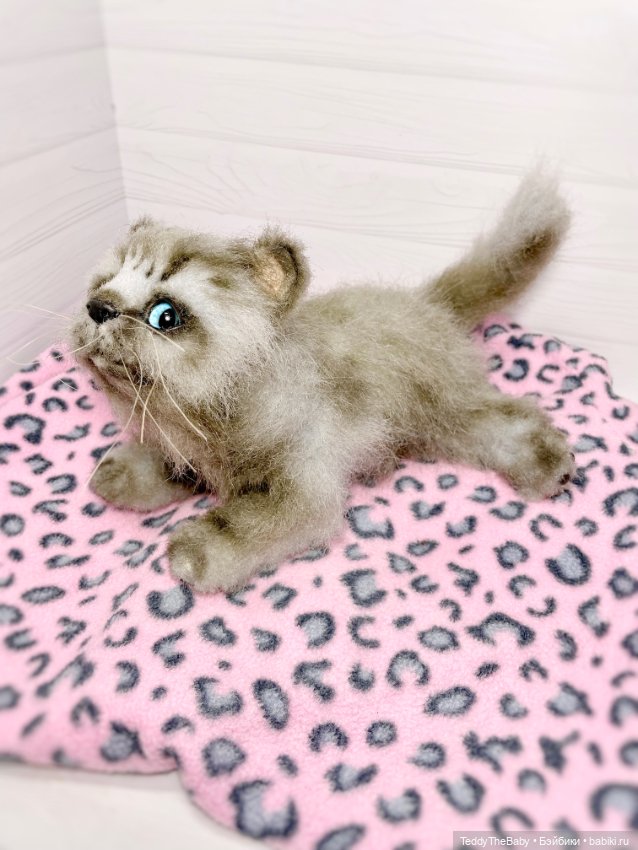 Smoke. Котик тедди натюр 🐾🐈‍⬛ (фото 7)