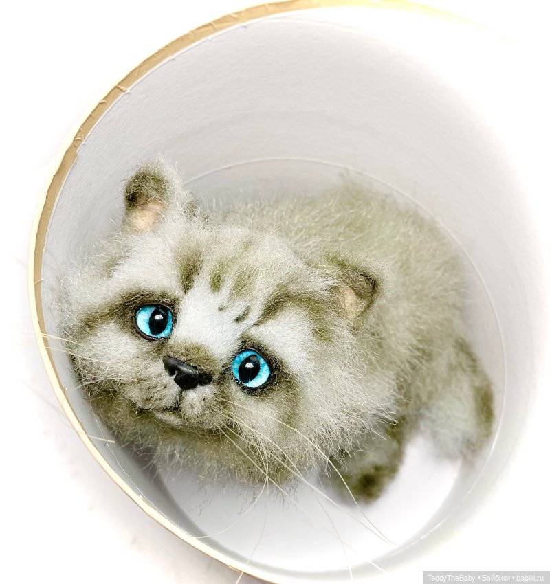 Smoke. Котик тедди натюр 🐾🐈‍⬛