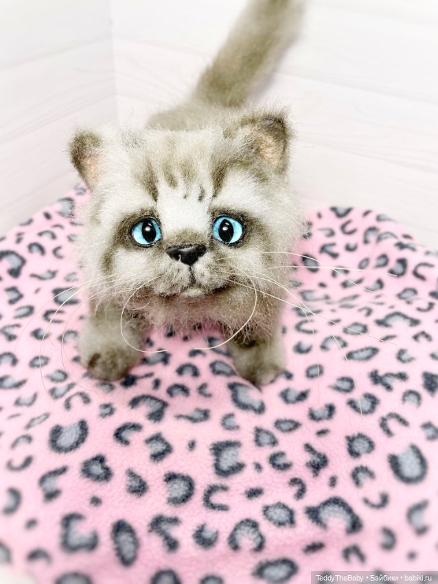 Smoke. Котик тедди натюр 🐾🐈‍⬛