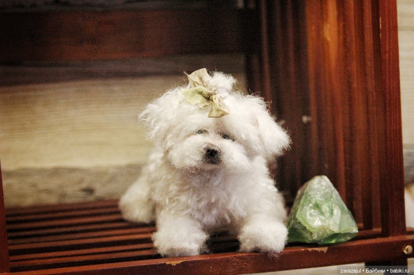 Пушистая малышка — Авторские мишки Тедди и друзья: фото