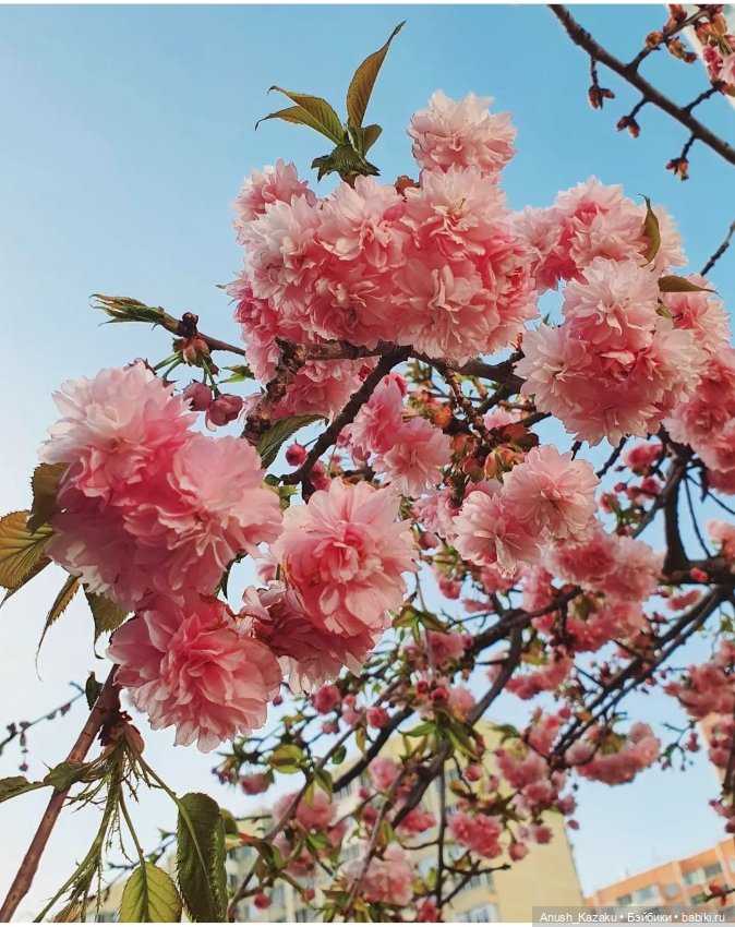 Амели🌸 — Авторские мишки Тедди и друзья: фото (фото 10)