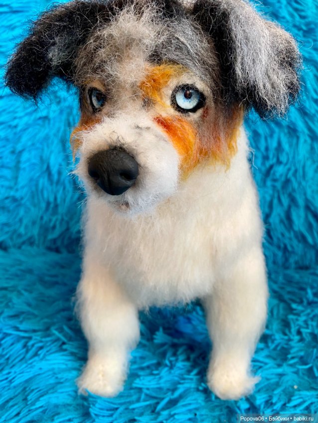 Австралийская собачка (Аусси) (фото 6)