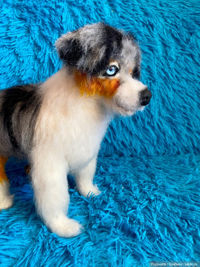 Австралийская собачка (Аусси) (фото 4)