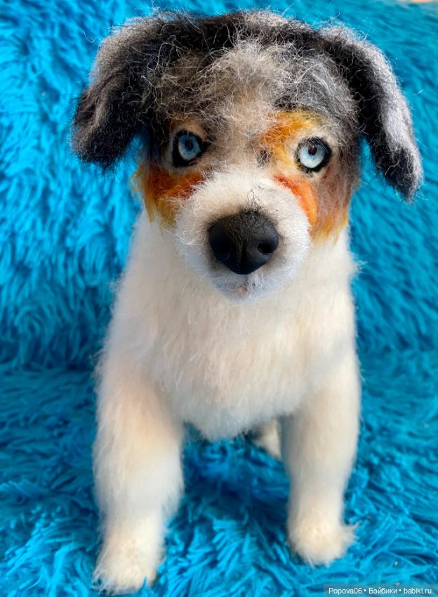 Австралийская собачка (Аусси) (фото 10)