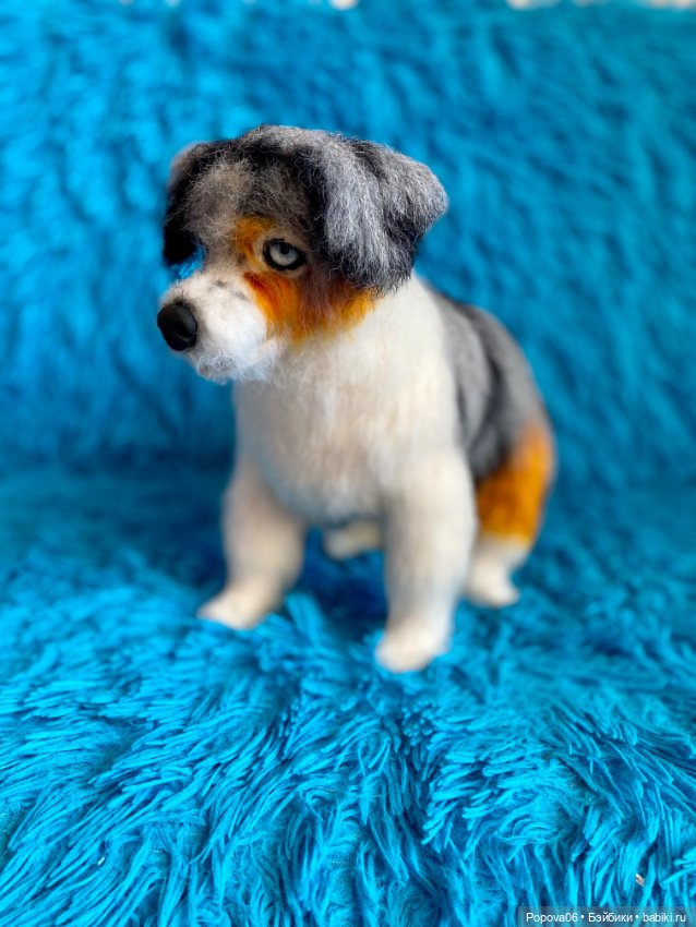 Австралийская собачка (Аусси) (фото 8)