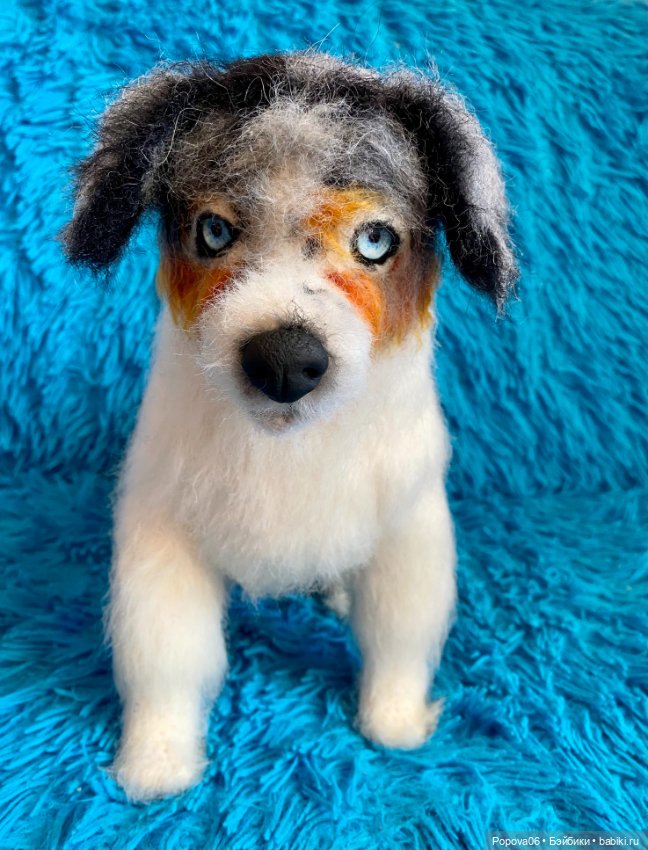 Австралийская собачка (Аусси) (фото 5)