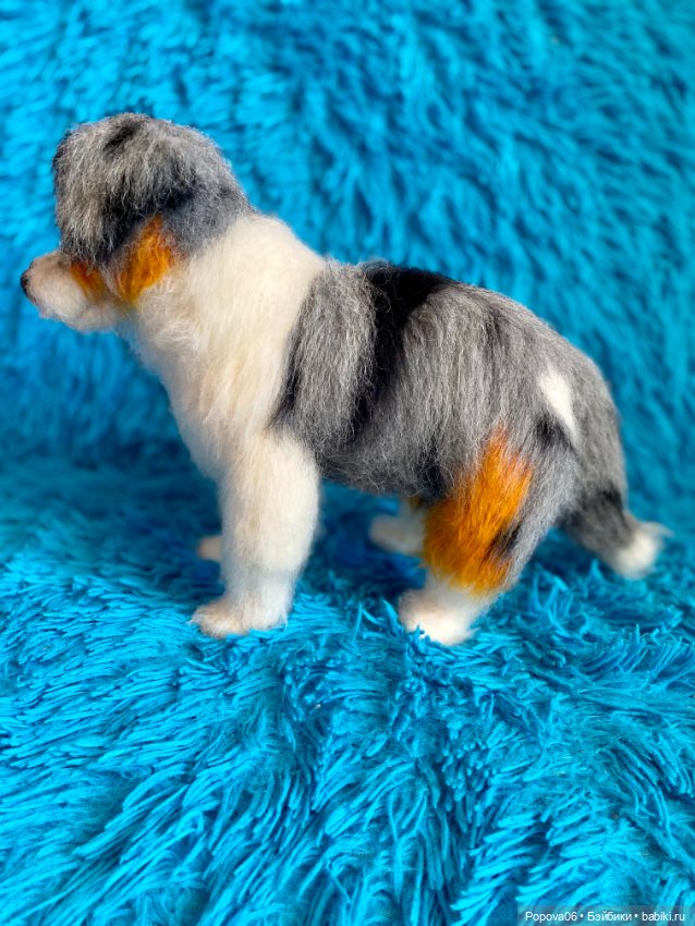 Австралийская собачка (Аусси) (фото 7)