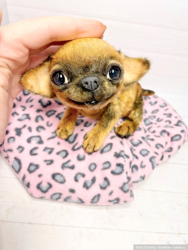 Joy 17 см чихуахуа 🐾🐶 — Реалистичные игрушки и звери (Натюр): собаки (фото 4)