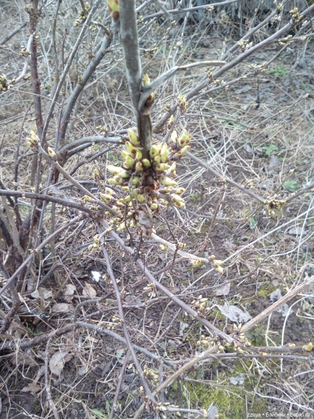 За полчаса до весны — Куклы Barbie (Барби): Looks