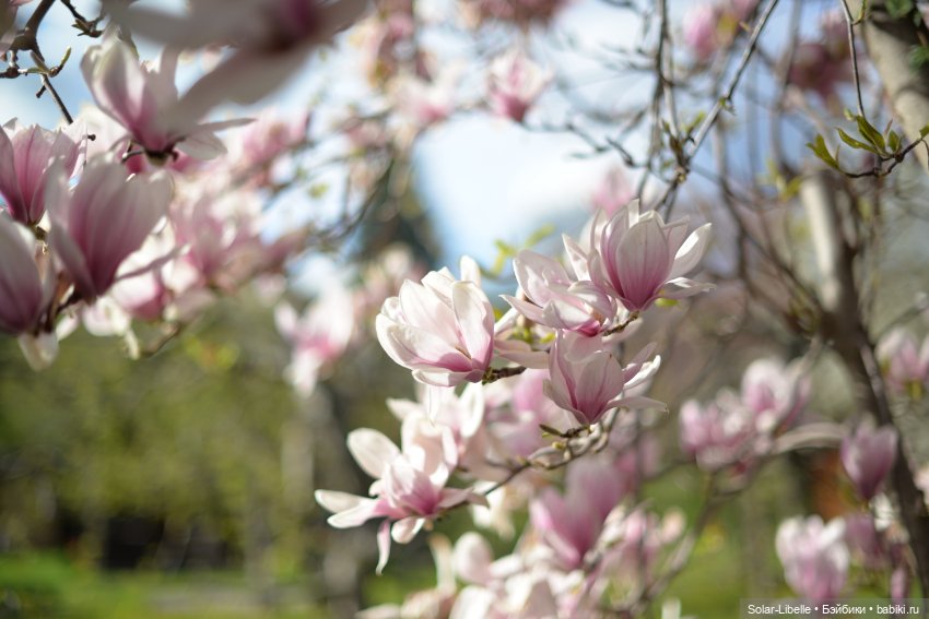 Скарлет Ruby Red на прогулке