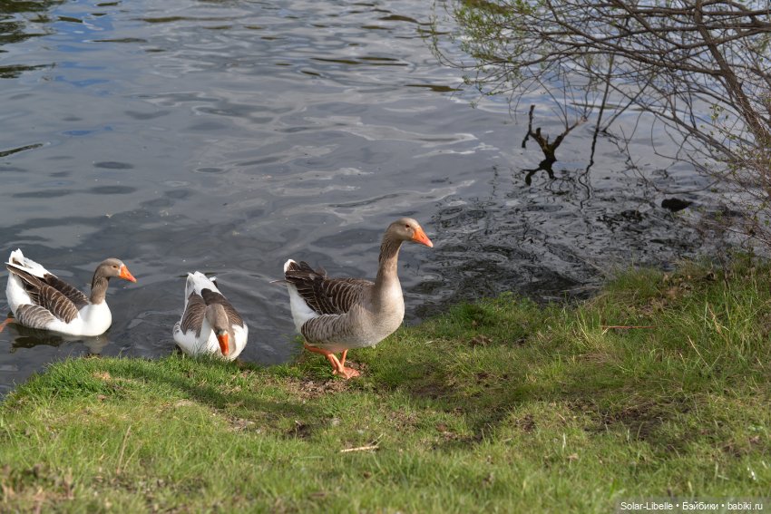 Скарлет Ruby Red на прогулке (фото 5)