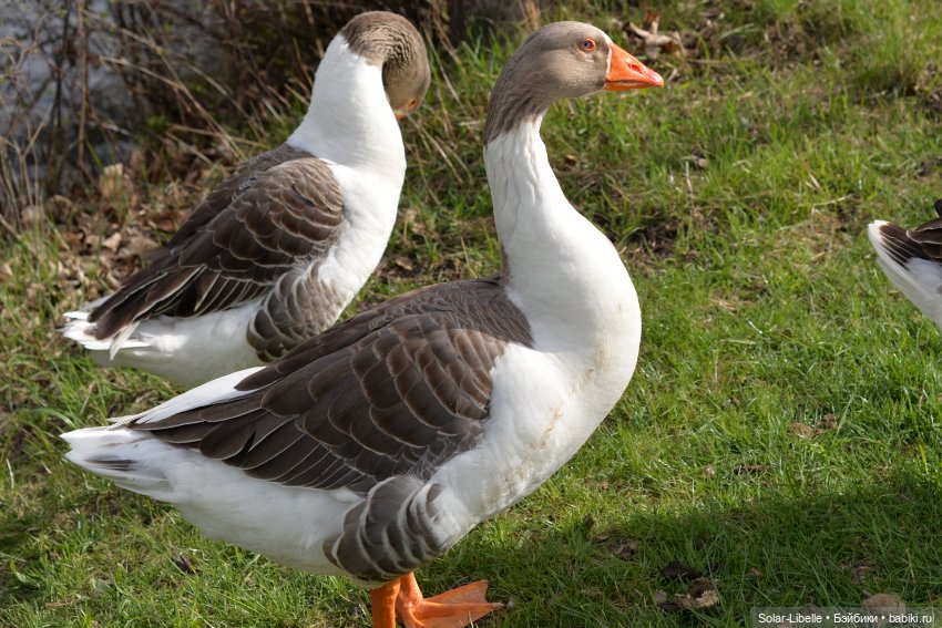 Скарлет Ruby Red на прогулке (фото 6)