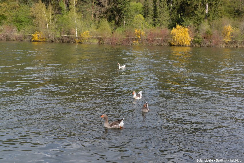 Скарлет Ruby Red на прогулке (фото 4)