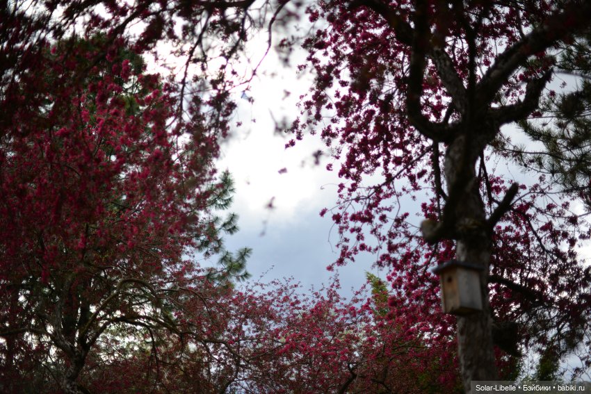 Скарлет Ruby Red на прогулке