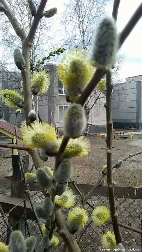 Лаура поздравляет с Пасхой. И новый аут