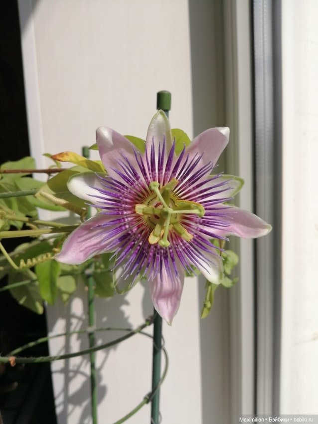 Лягушки Wonder Frog, Весна (фото 6)