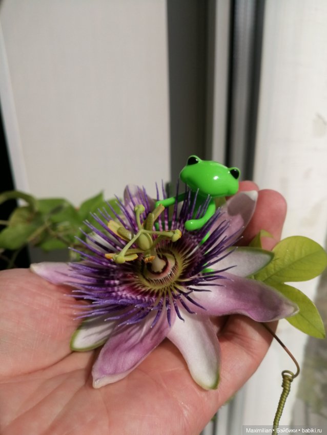 Лягушки Wonder Frog, Весна