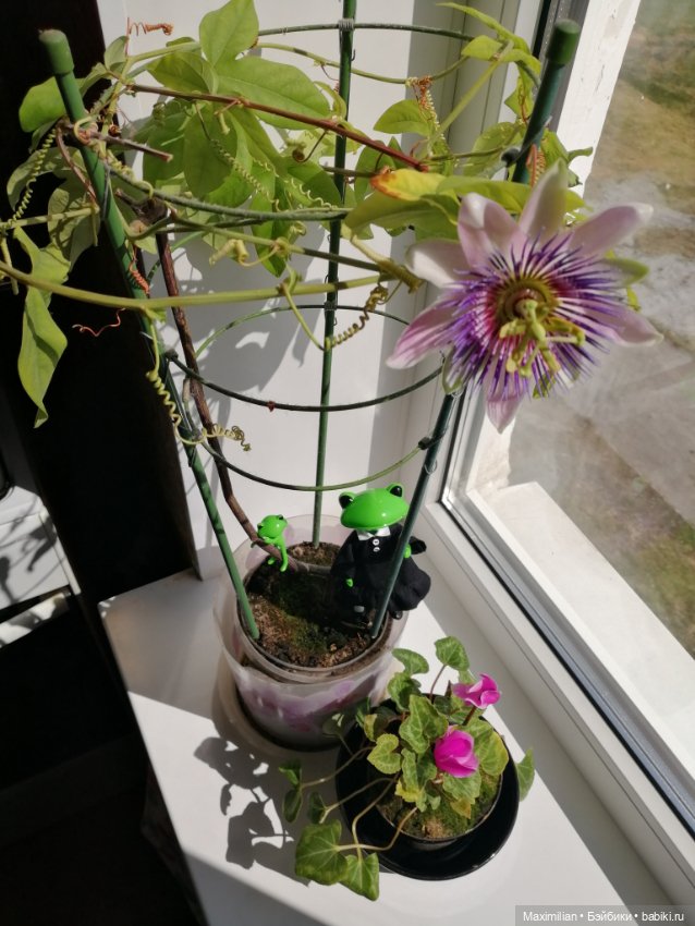 Лягушки Wonder Frog, Весна (фото 5)