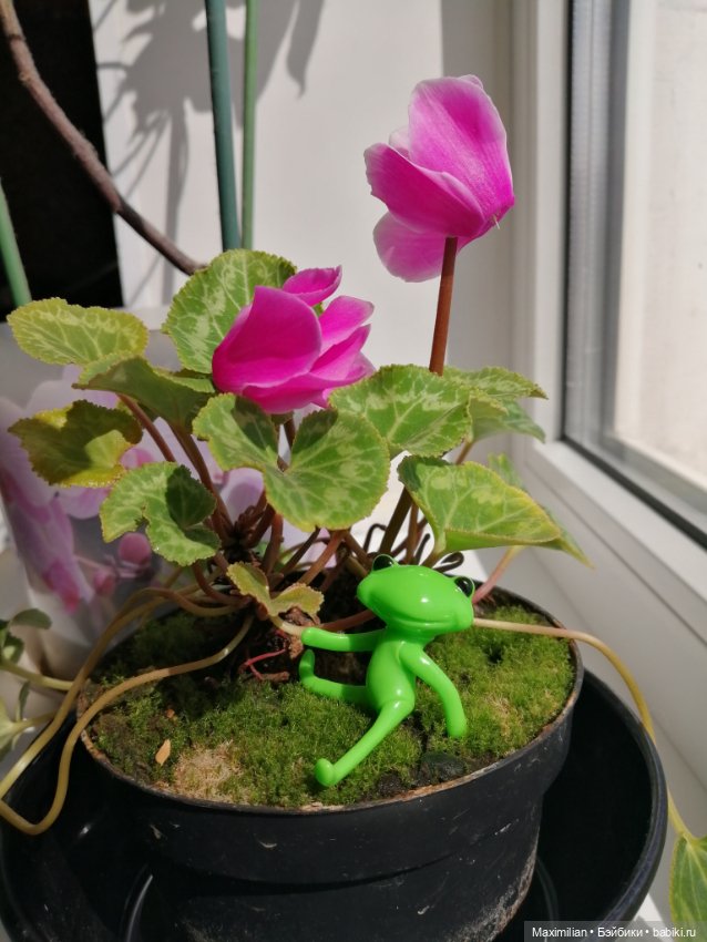 Лягушки Wonder Frog, Весна (фото 4)