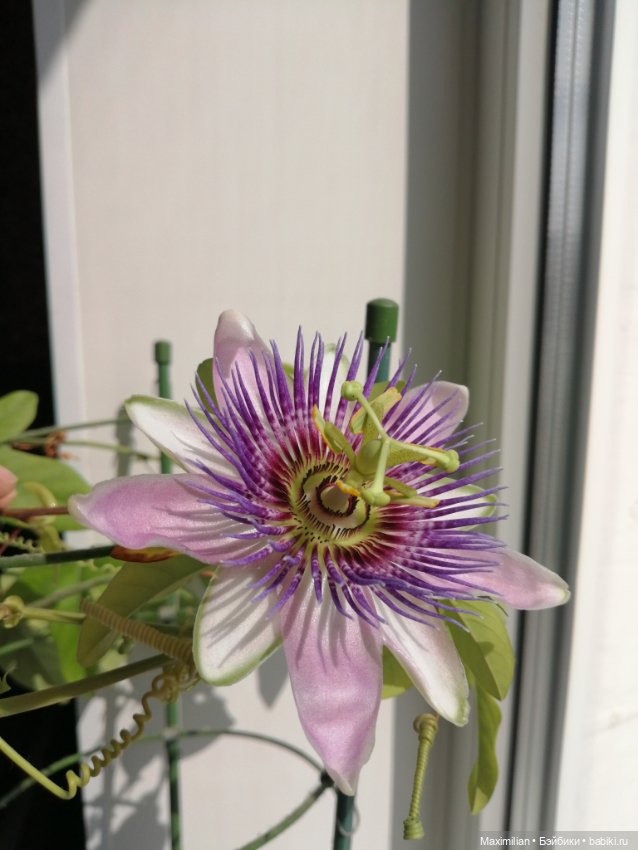 Лягушки Wonder Frog, Весна (фото 3)