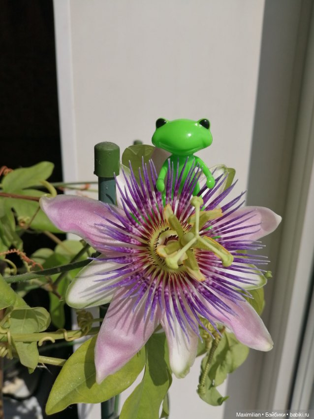 Лягушки Wonder Frog, Весна (фото 2)