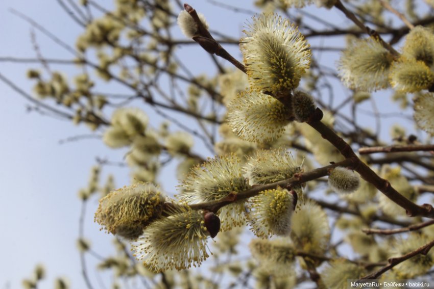 Весна и качели — Кукольные фотоистории и сериалы: комиксы