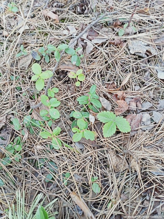 Весенние зарисовки... Прогулка (фото 7)