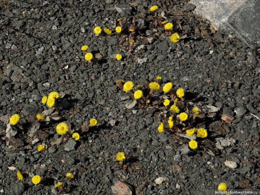 Очень Странная Компания в Санкт-Петербурге