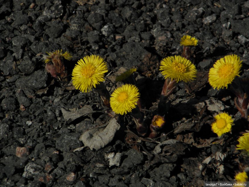 Очень Странная Компания в Санкт-Петербурге
