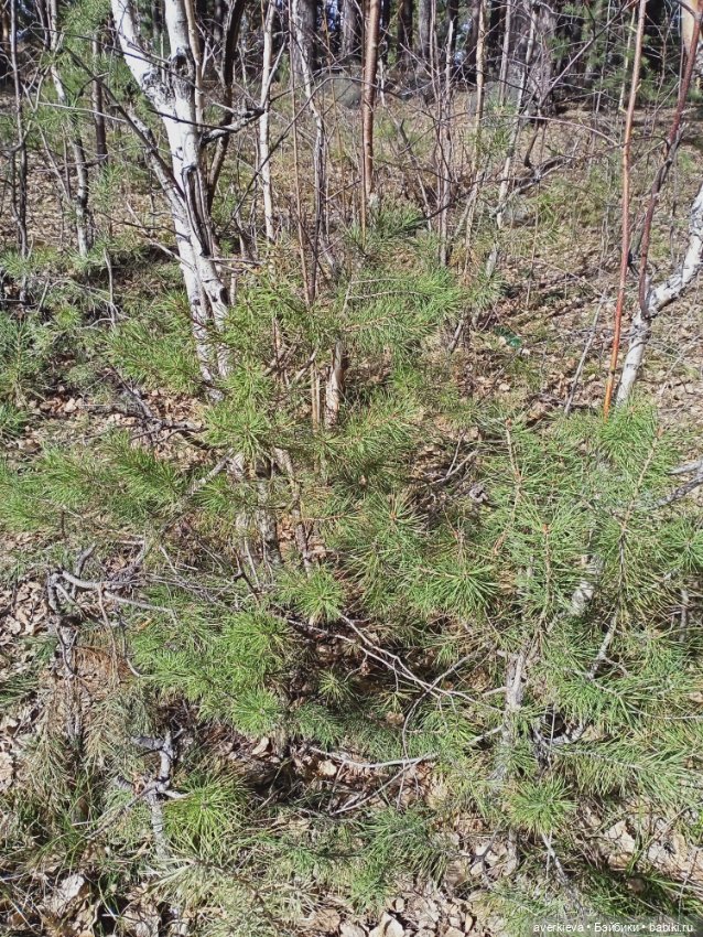 Весенние зарисовки... Прогулка