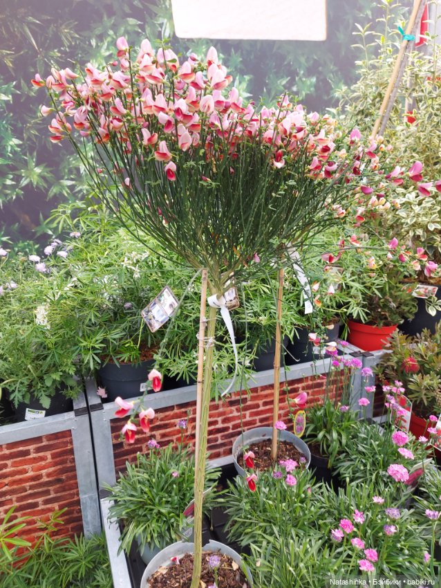 Fashion Dolls 348 — Туризм и путешествия: фотоотчеты из поездок