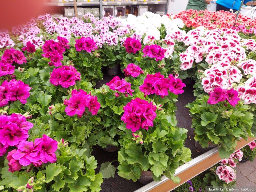 Fashion Dolls 348 — Туризм и путешествия: фотоотчеты из поездок