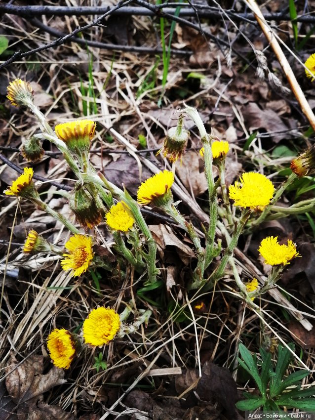 Прогулка по весеннему парку (фото 4)