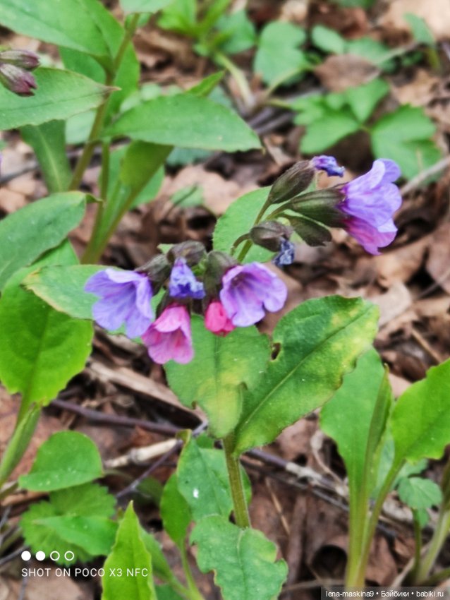 Весна, лес, куклы — Винтажные куклы ГДР (Немки): Бигги (фото 8)