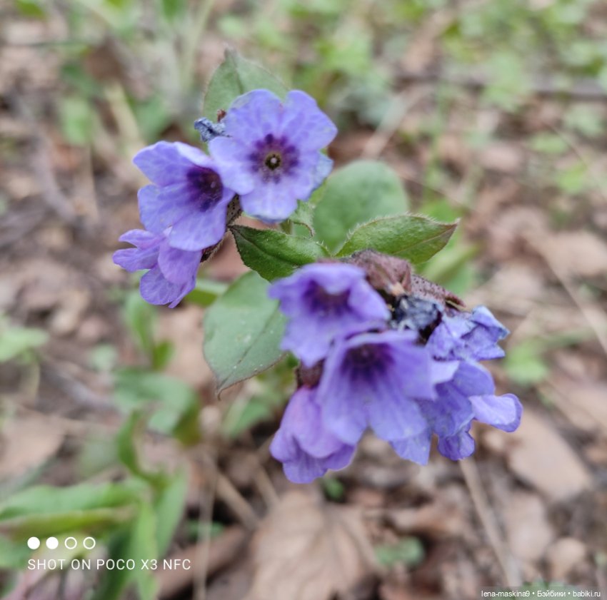 Весна, лес, куклы — Винтажные куклы ГДР (Немки): Бигги